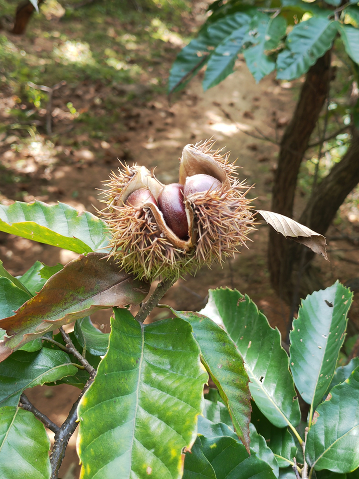 Sweet chestnuts