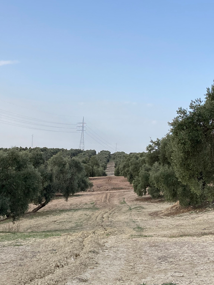 Olive trees