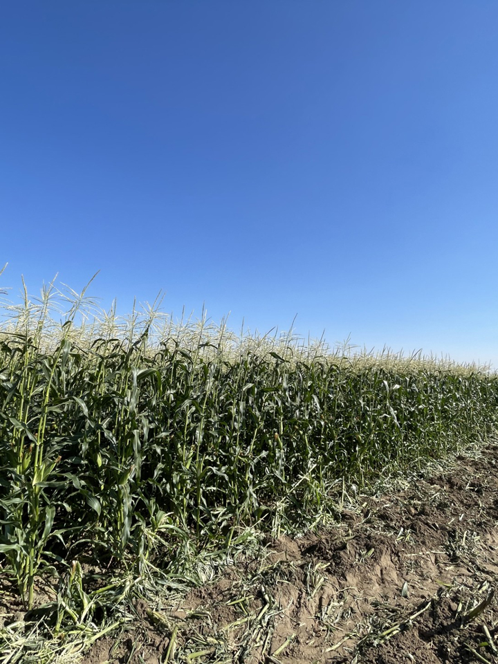Corn field