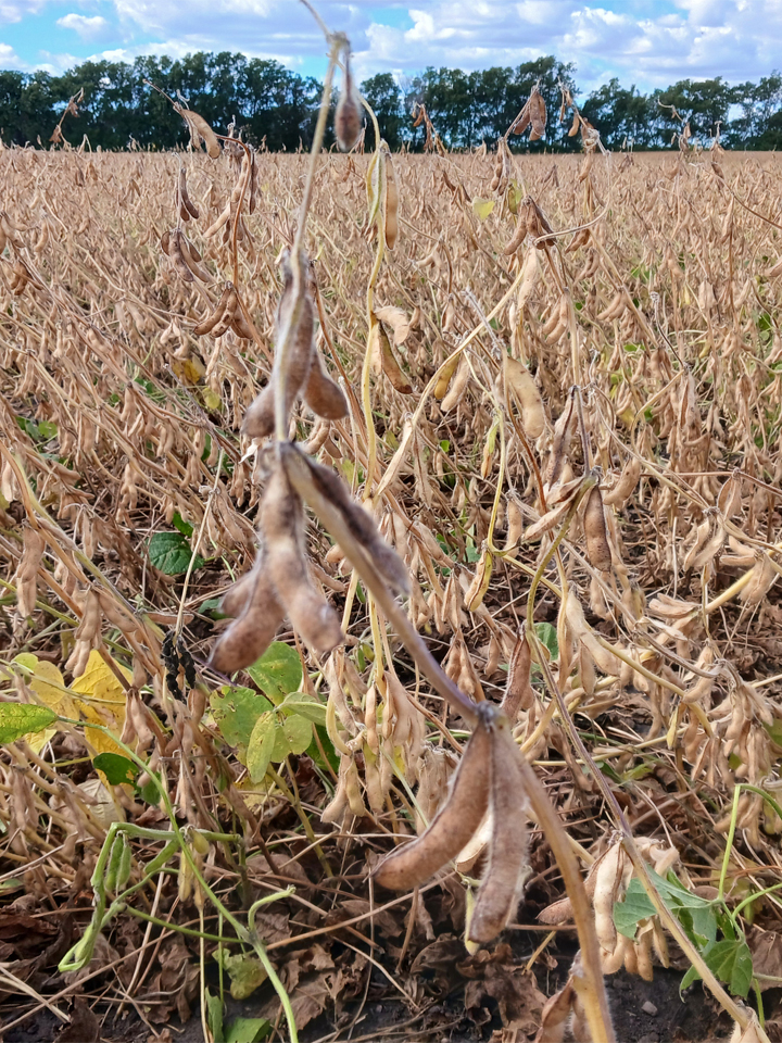 Pods of Soy bean