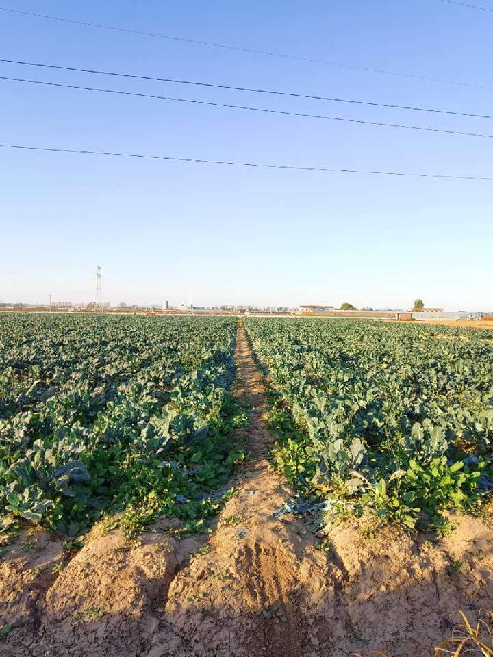 Broccoli field